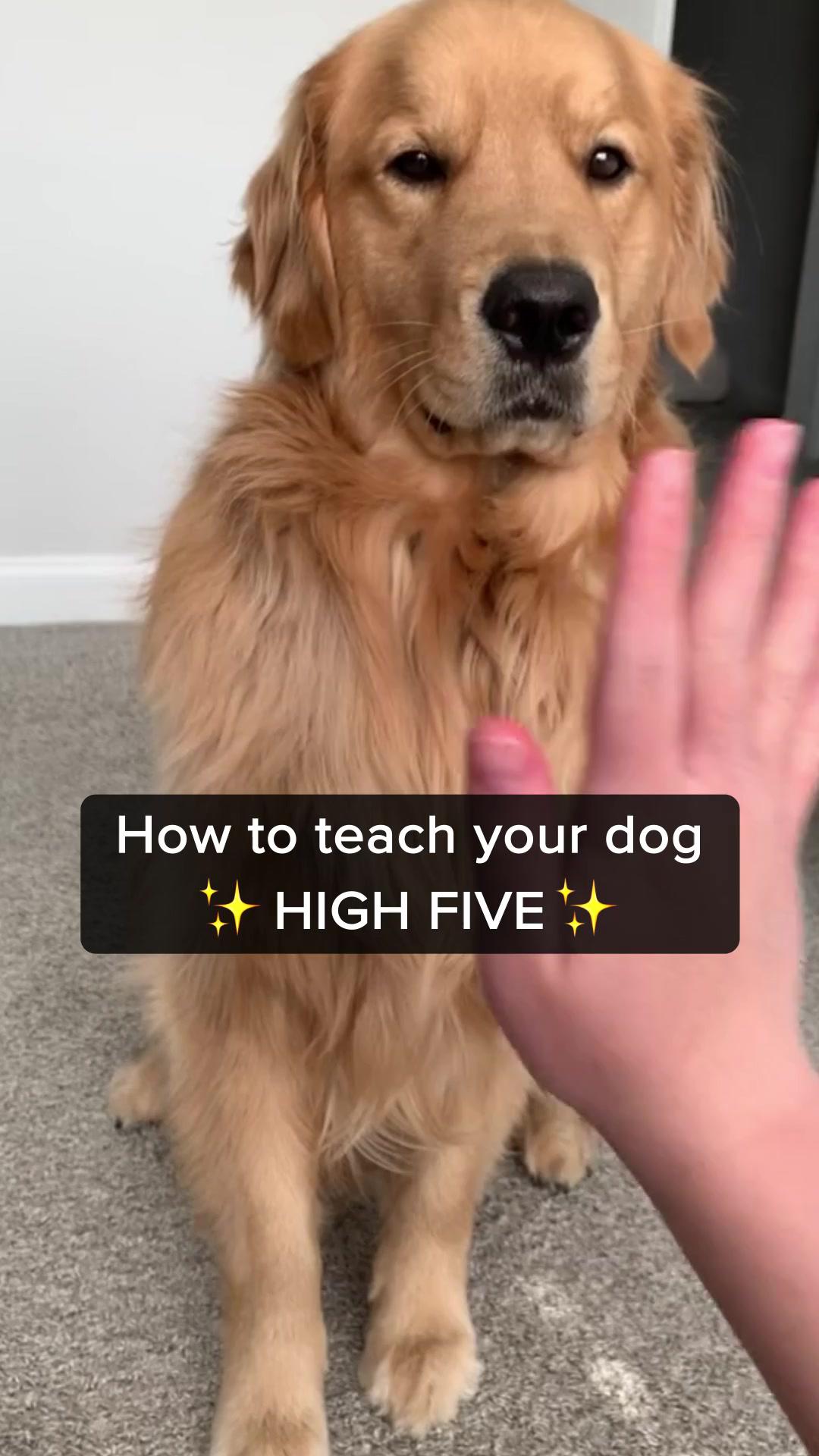 Teach your dog High Five with Woofz! 🐶