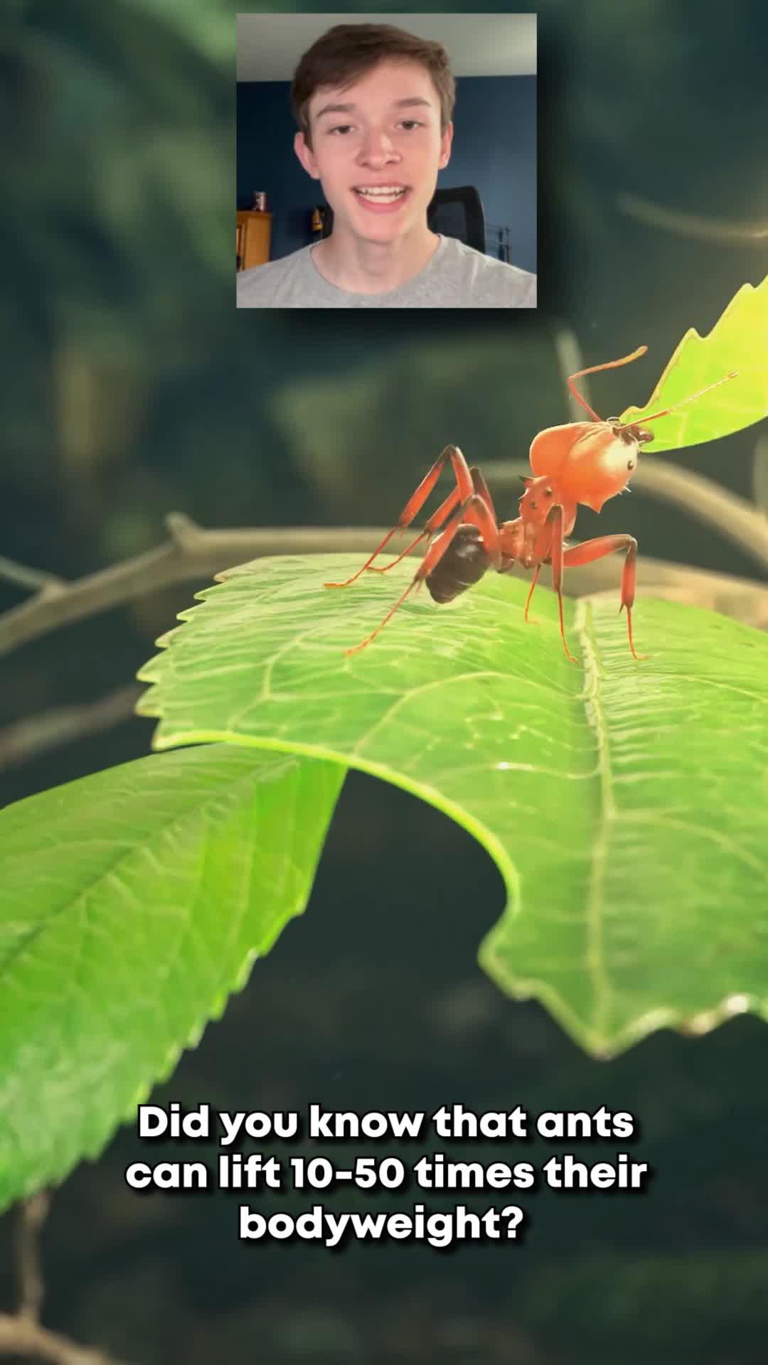 Discover thousands of ants！