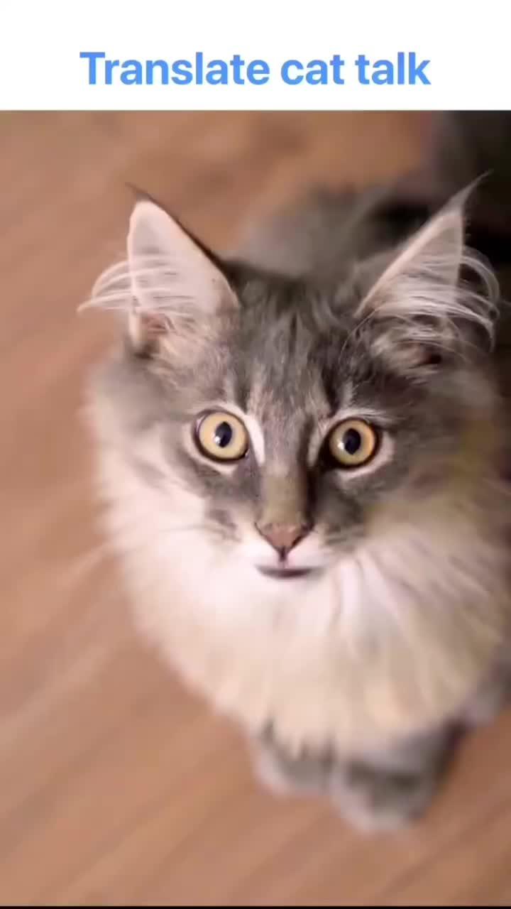 Animal expression recognition helps you understand your pet better--AI Photo Enhancer