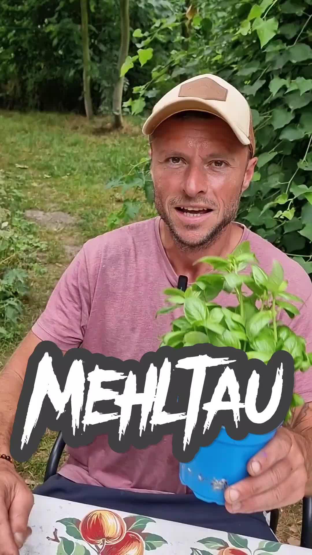 Mehltau natürlich verhindern 😀 #garden #Mehltau #Pilze #Gurken #gardening #garden #gartenwissen #gartentipps 