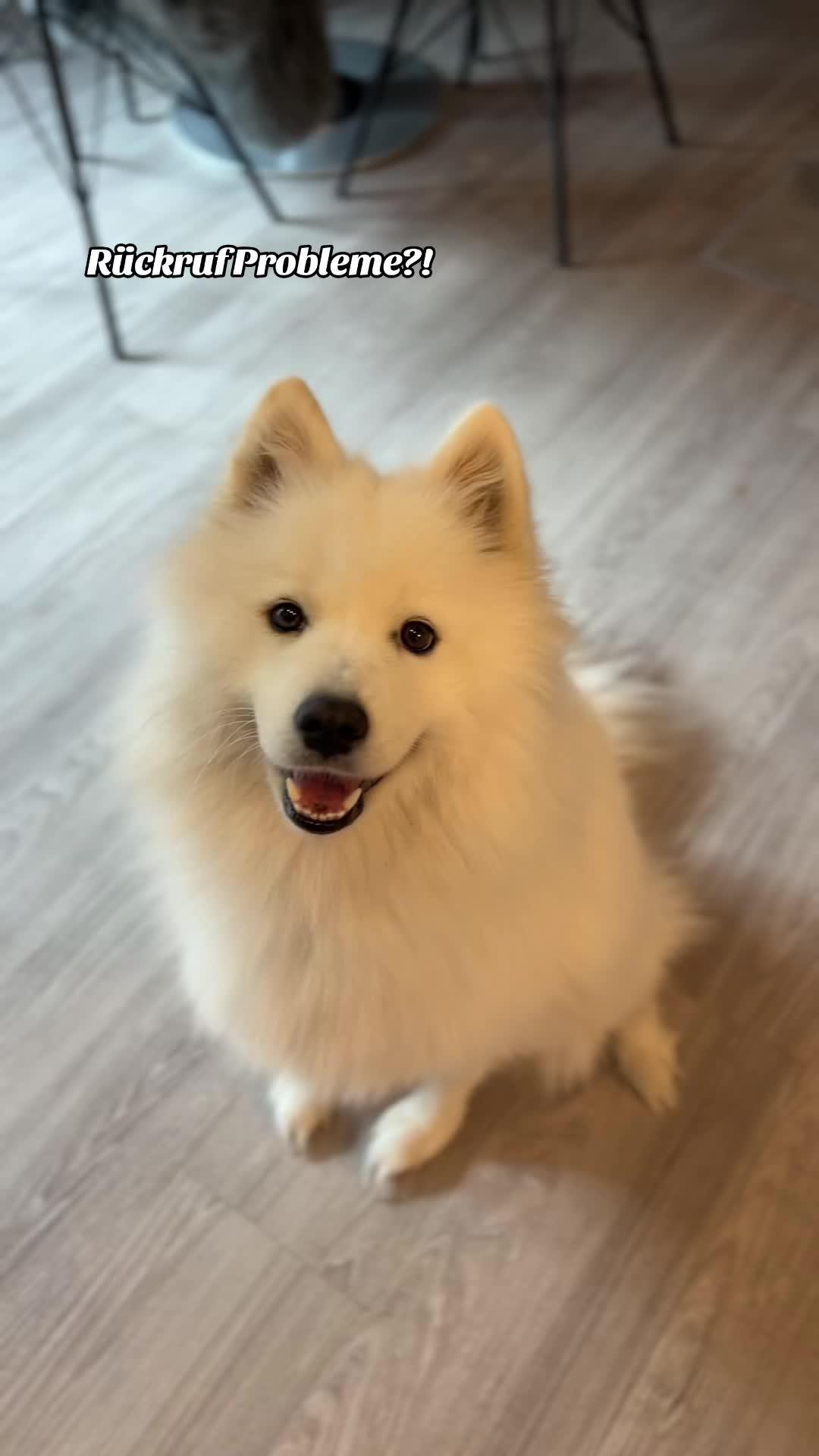 Hast du Schwierigkeiten, deinen Hund zu trainieren? Probiere Woofz aus!