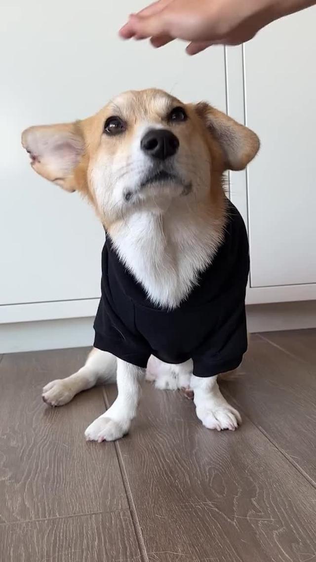 Hard to control your dog's loud barking? Dogo helps dog parents train their dogs at home now!