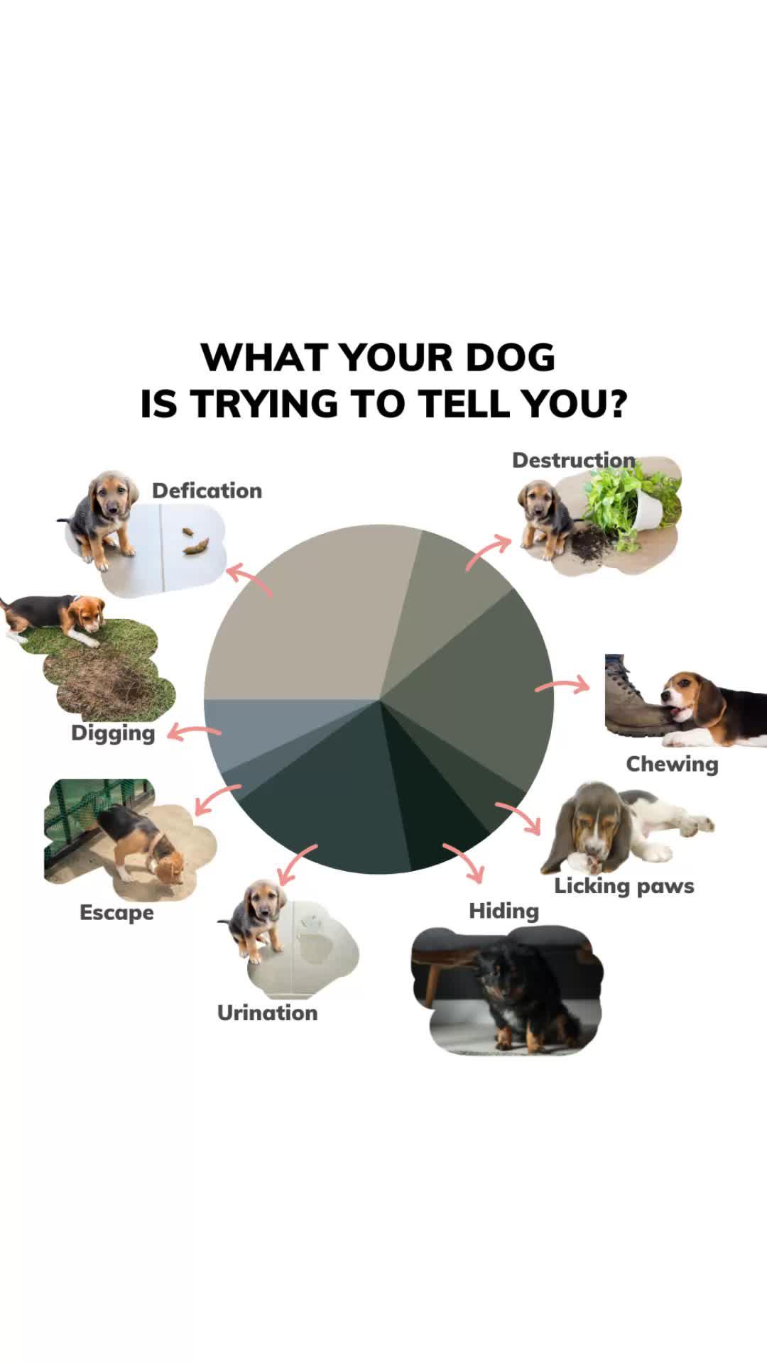 Get your personalized dog training plan!