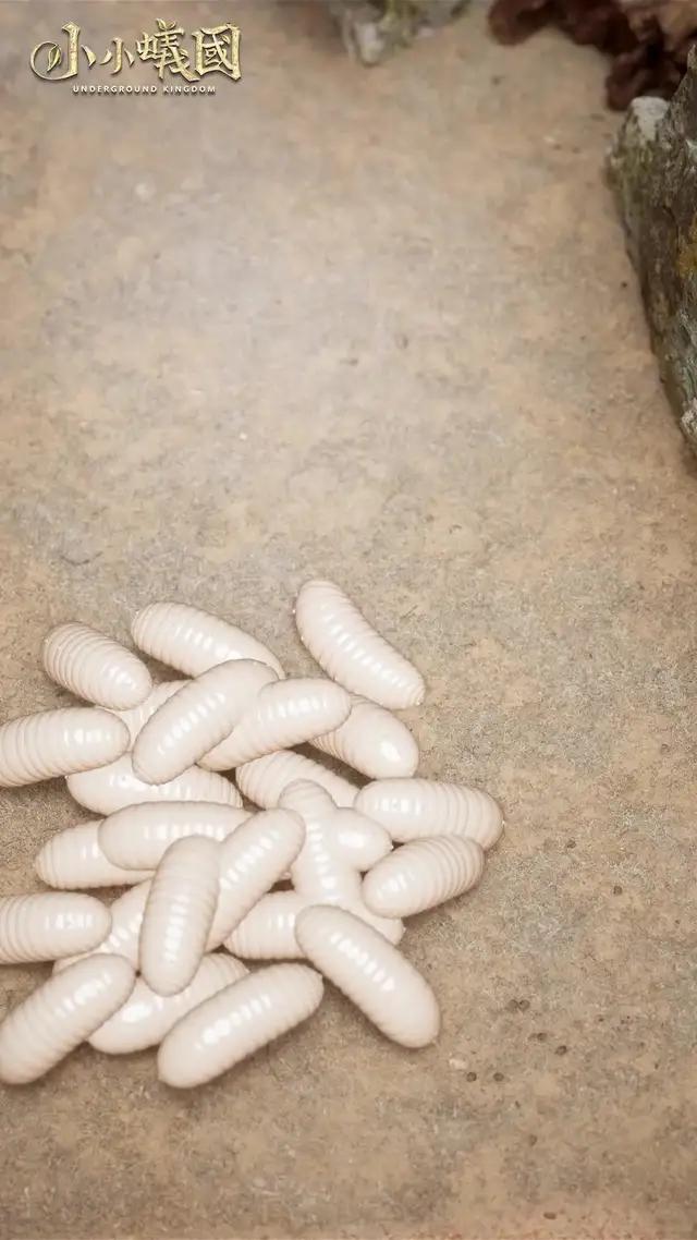 全球首款螞蟻策略手游