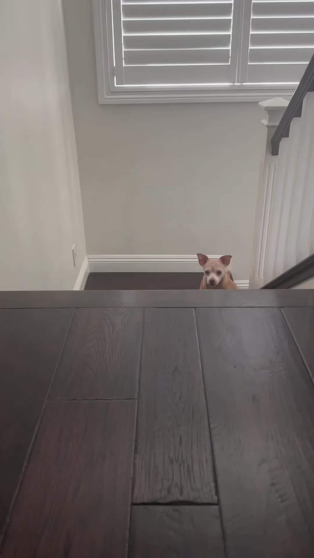 Elevate Your Pup's Skills with Woofz!