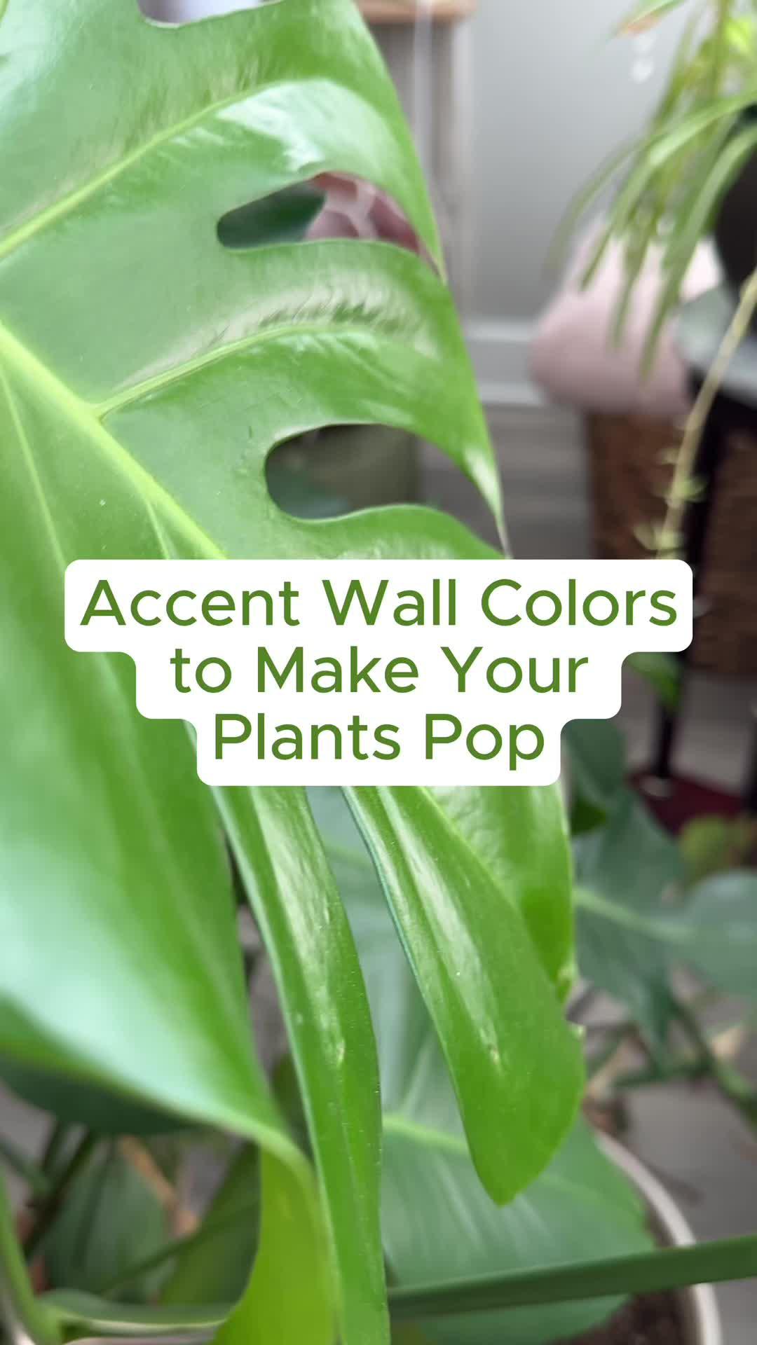 Highlight your houseplants with these paint colors, all available to test first with peel & stick samples 🎨 #SherwinWilliams #PaintColors #Plants #Greenhouse
