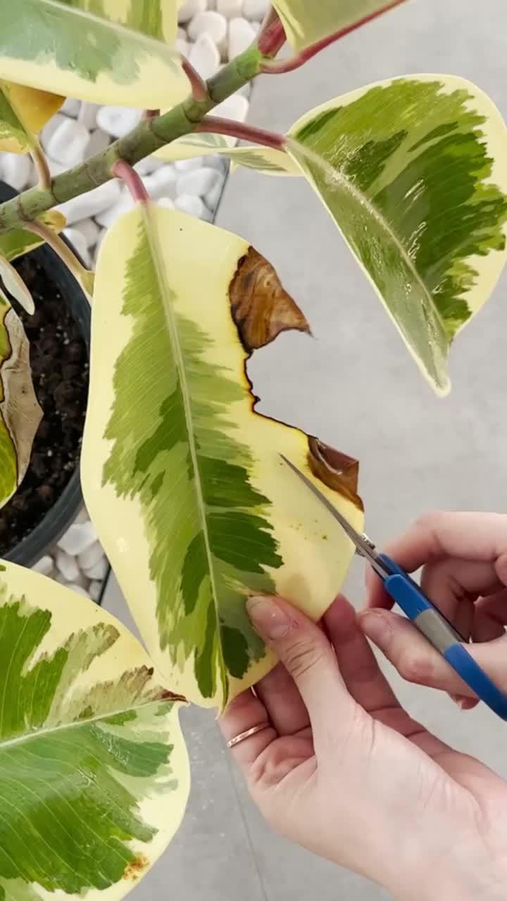 Did you try this before? Come on! Try it NOW for FREE!