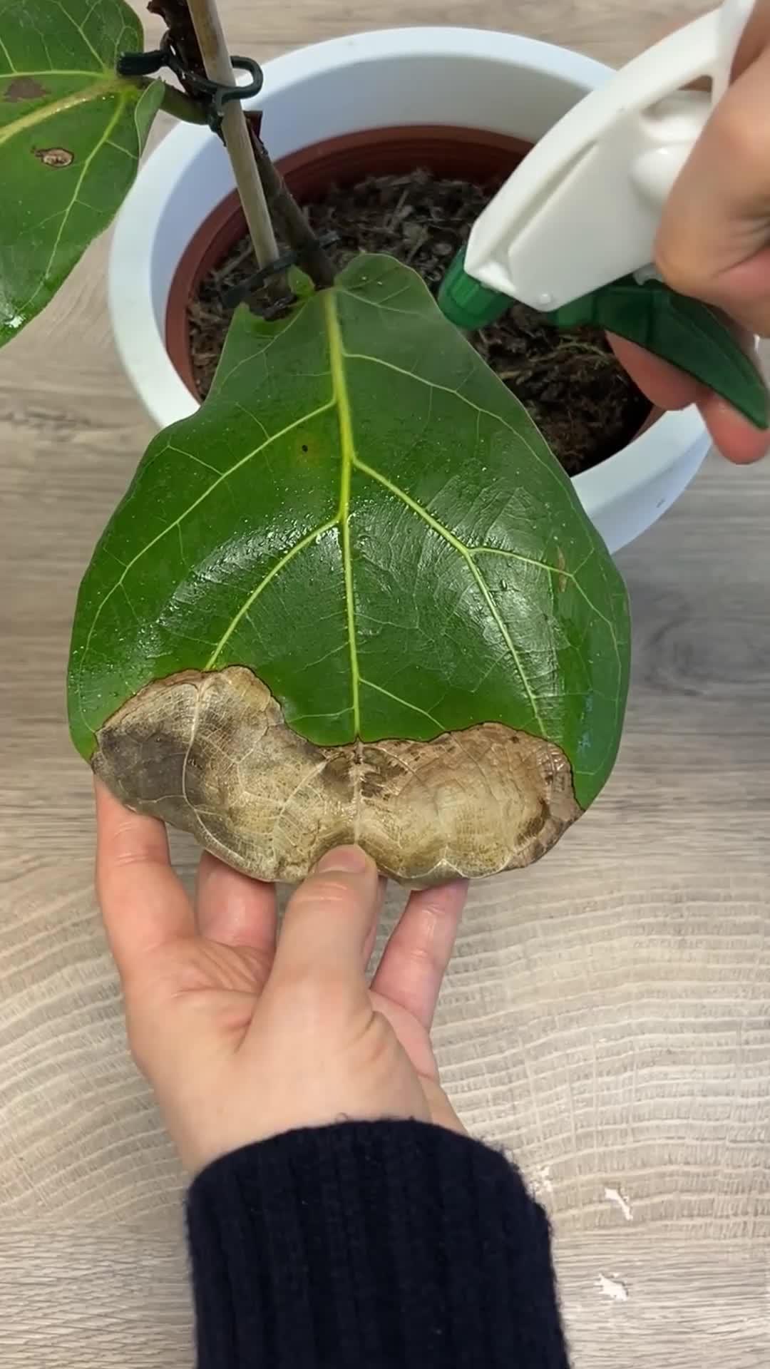 Take care of your plants in a smarter way!