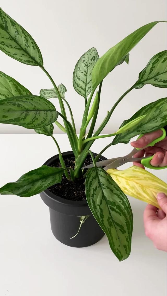 O que é essa planta? Devo removê-lo? Use o Carl para escanear e aprender mais sobre ele!