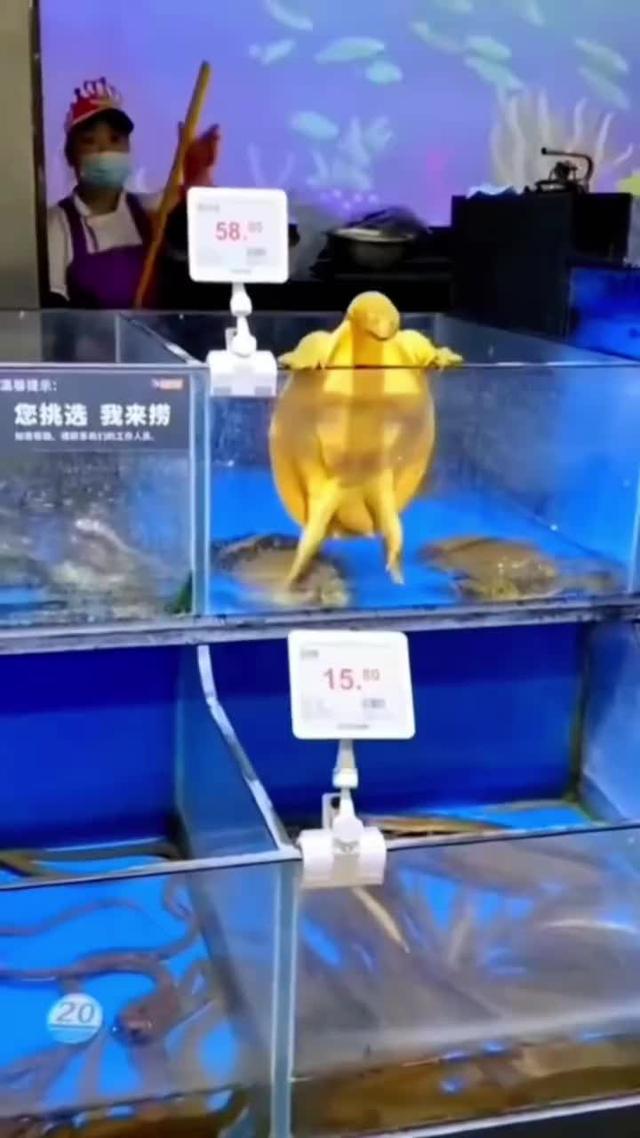 動物餐廳今天開業啦！