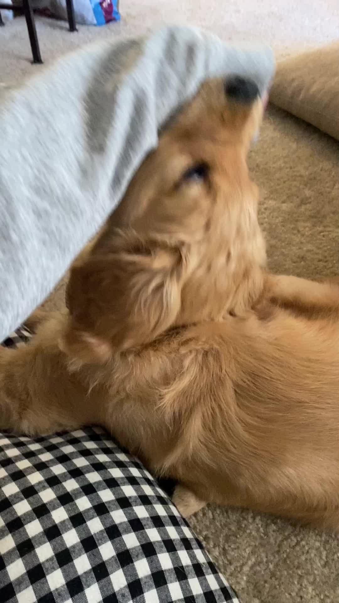 No. 1 Training App For New Puppy Owners