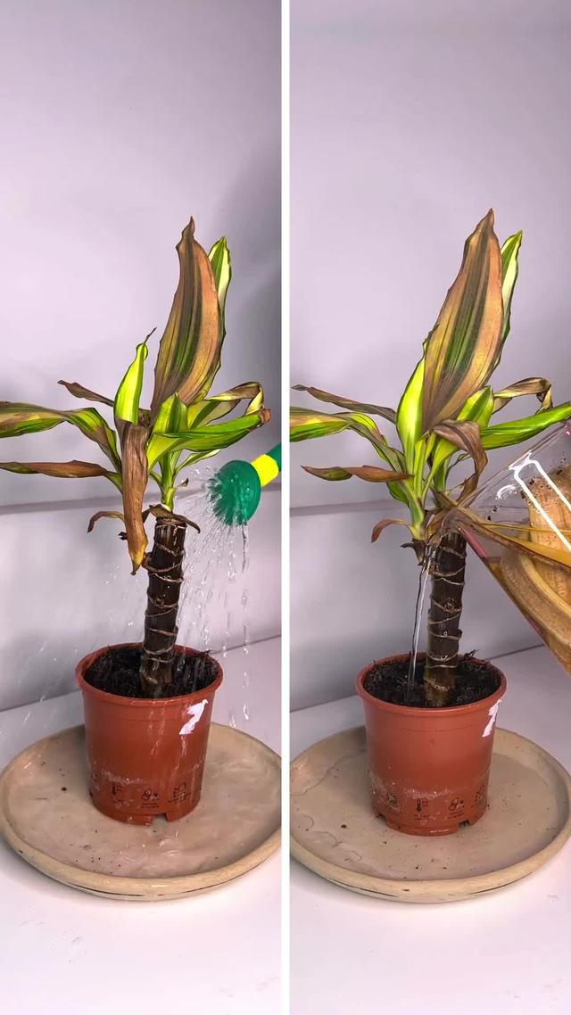 Download PlantIn for free and never kill your plant again! Explore unique AI plant care assistant
