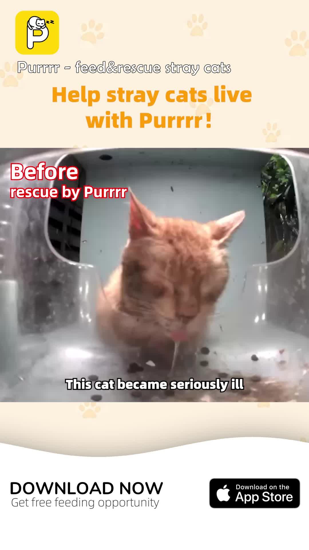 Purrrr -feed&rescue stray cats: Online Feeding Entertainment