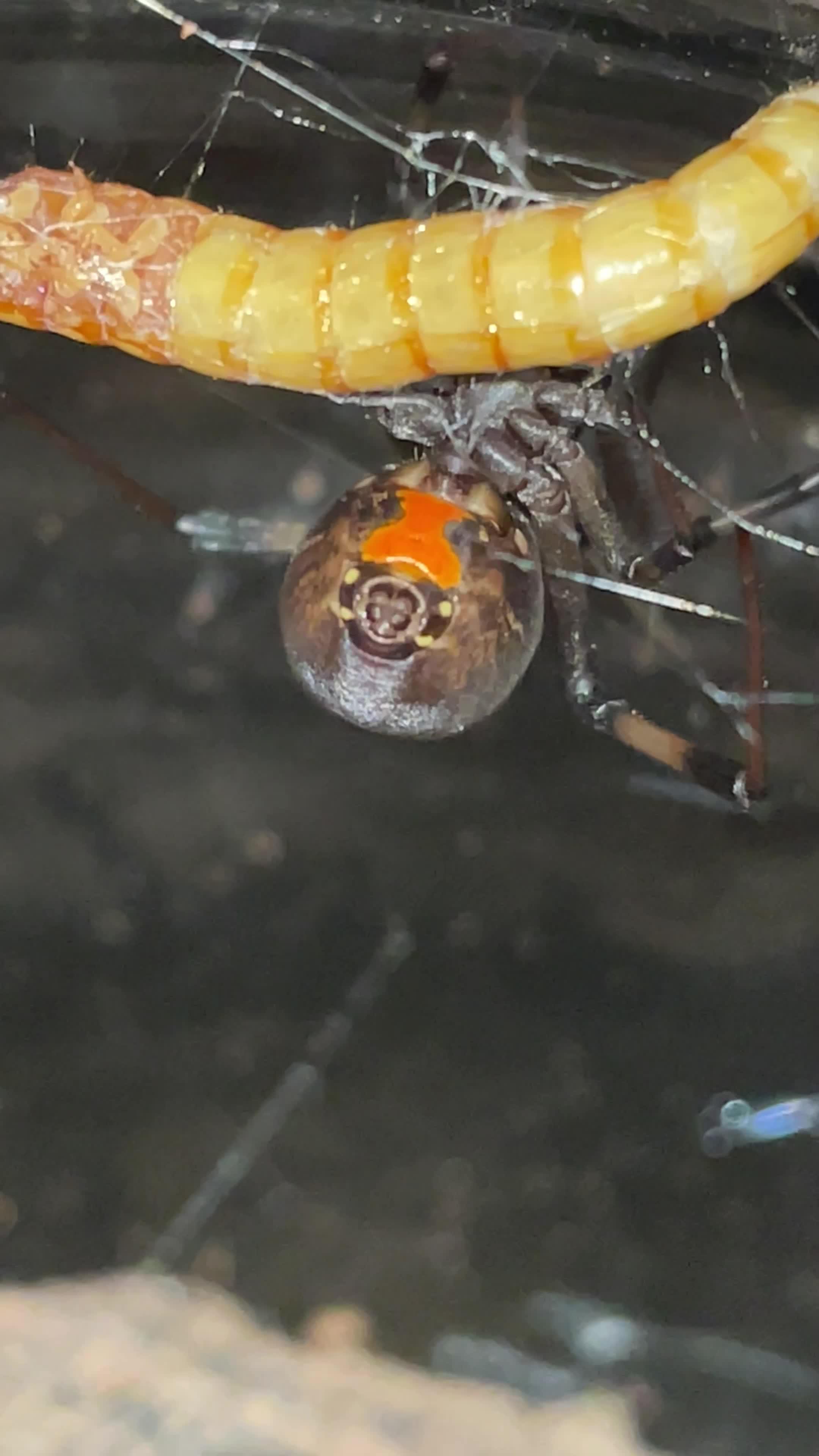 Build Your Ant Empire!