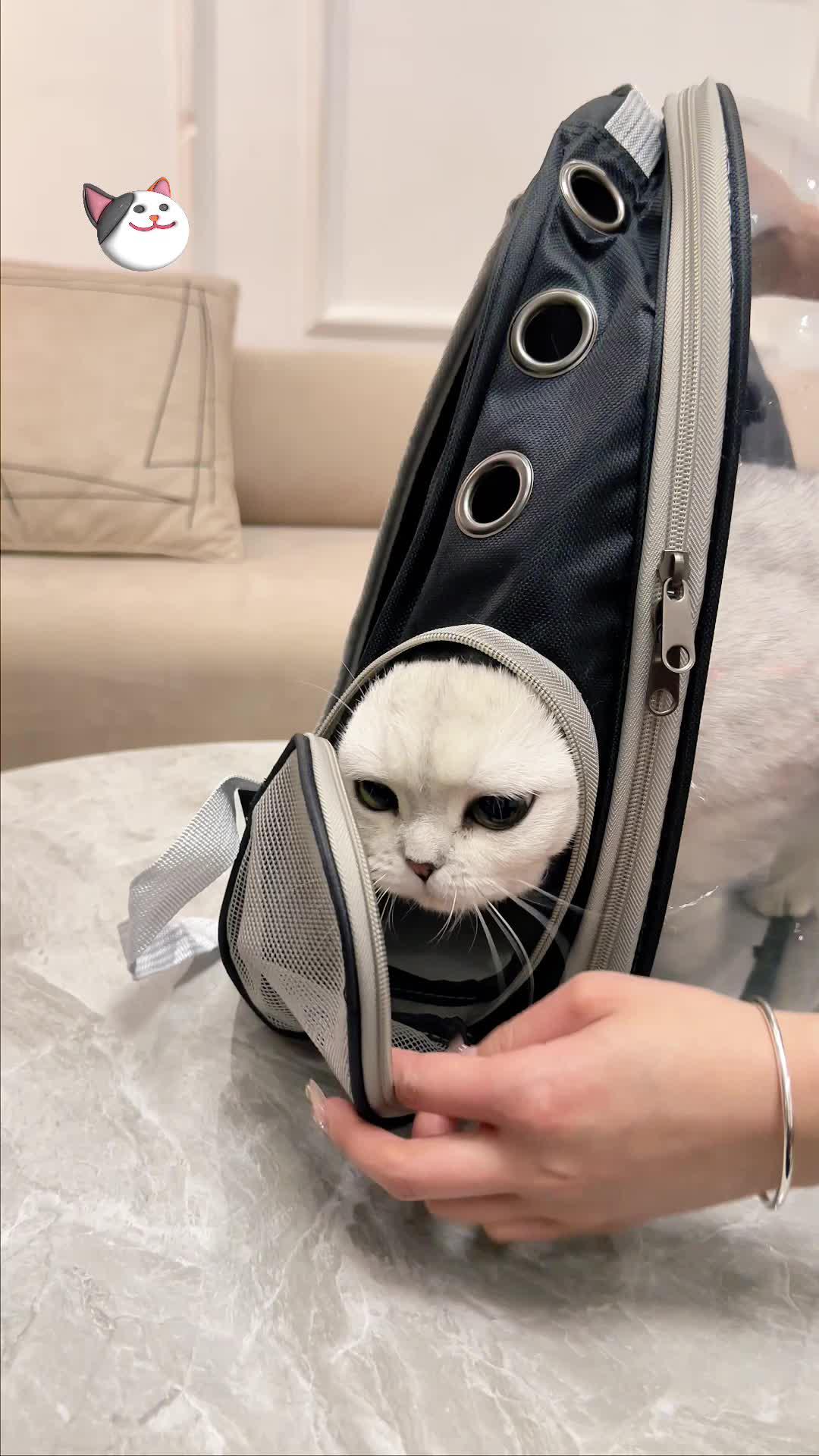 Discover cute pet toys and treat your little bff!