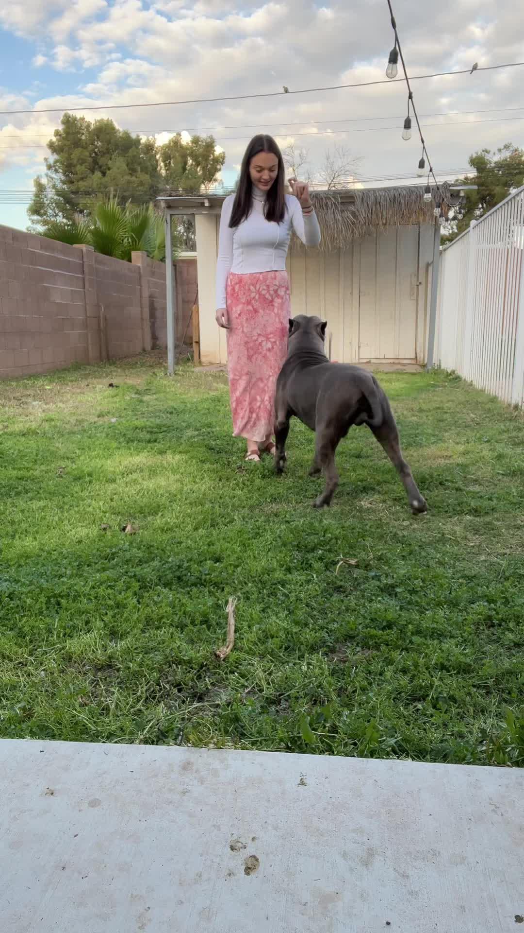 Elevate Your Pup's Skills in days!