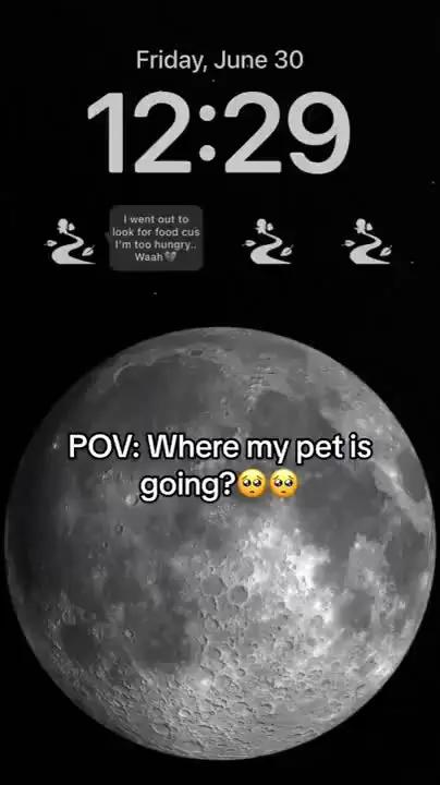 I love co-raising pet with my boyfriend. #imopet  #widgetpet  #imowidgetpet  #imo