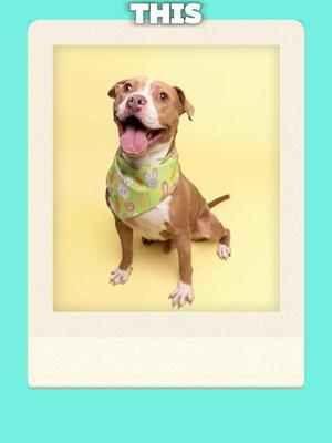 Meet Bubba 🥰 This sweet little guy is up for adoption at @pawsplacetok ! Our team made the cutest art of Bubba to help support and show him off 🐶 For more info on bubba visit their page, and the link is in their bio! We <3 animals and <3 supporting them! Our team here at Jellyvale has had so much inspiration from our very own pets to add into our game, so we want to support real pets in any way we can✨️ #animalshelters #animaladoption #adoptdontshop #jellyvale #gamedev #pets