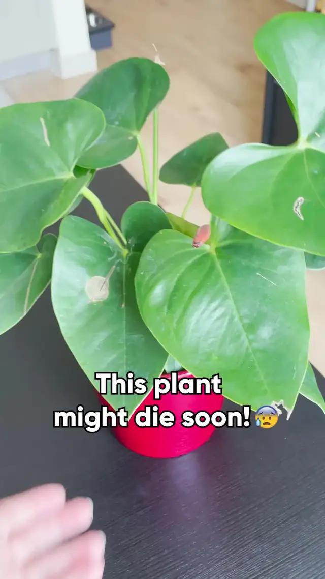 Spot plant issues before they blossom - Expert tips inside!