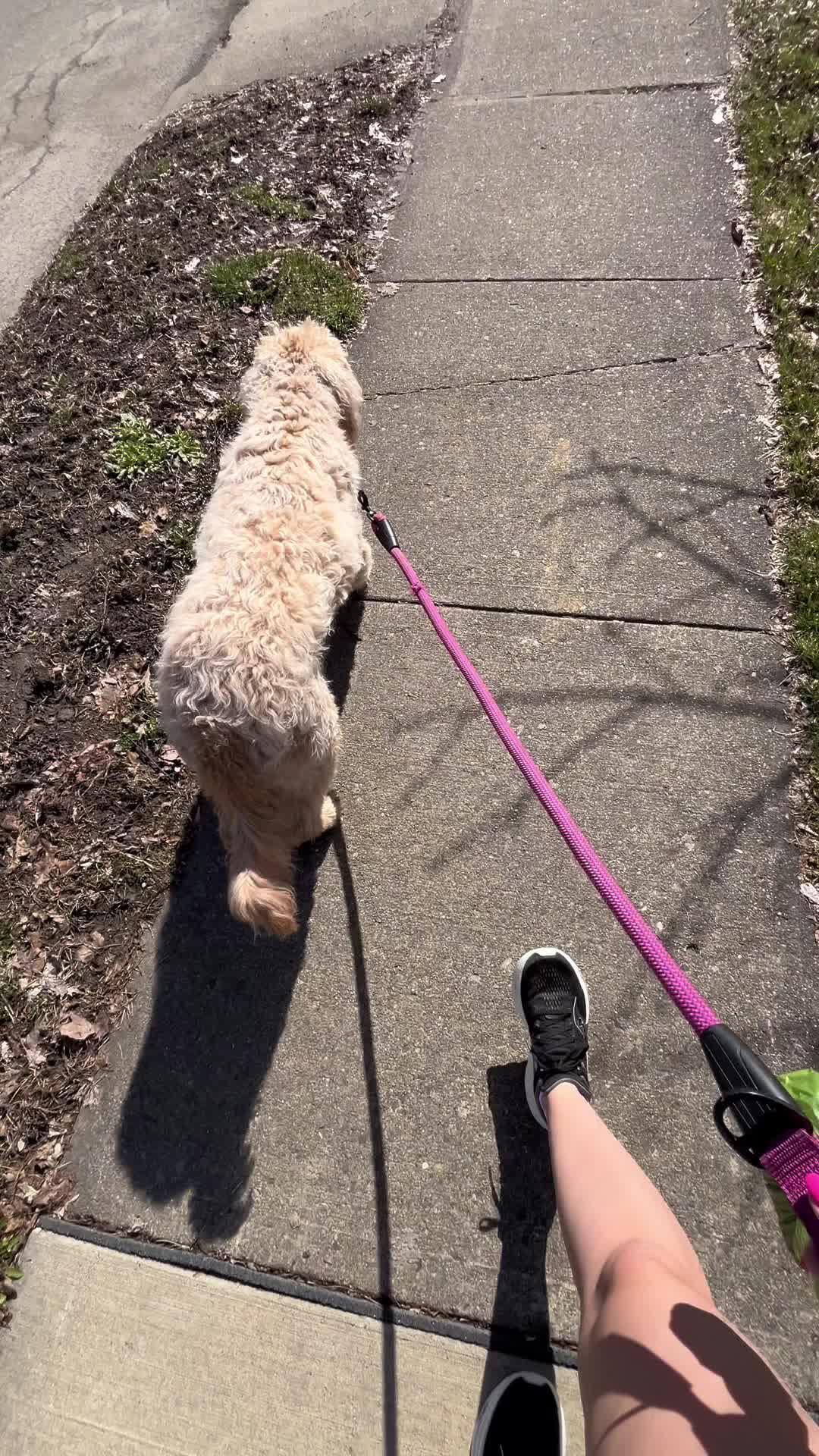 Transform your dog's behavior in days!