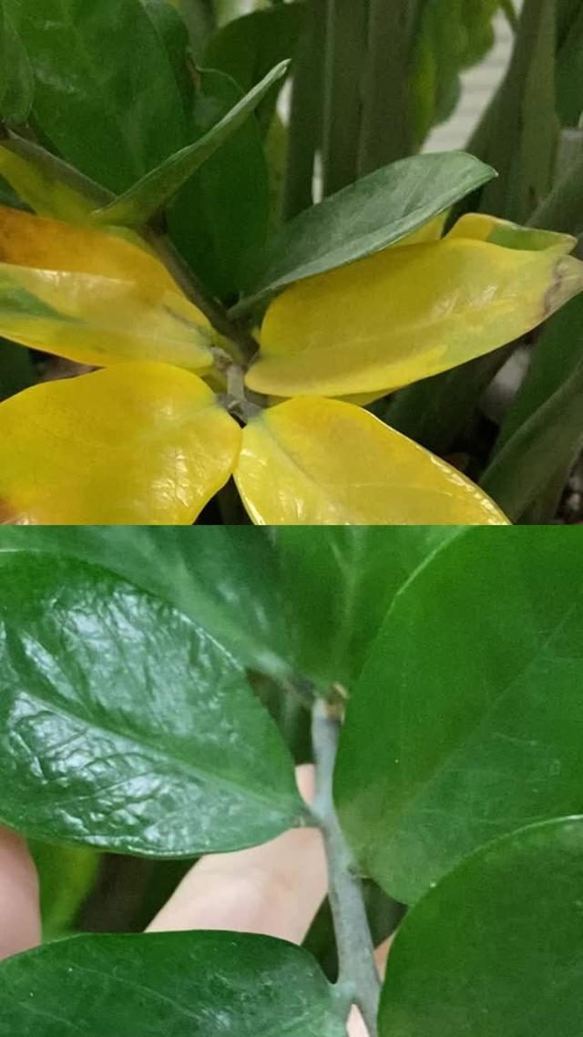 Get Plantyx for FREE!