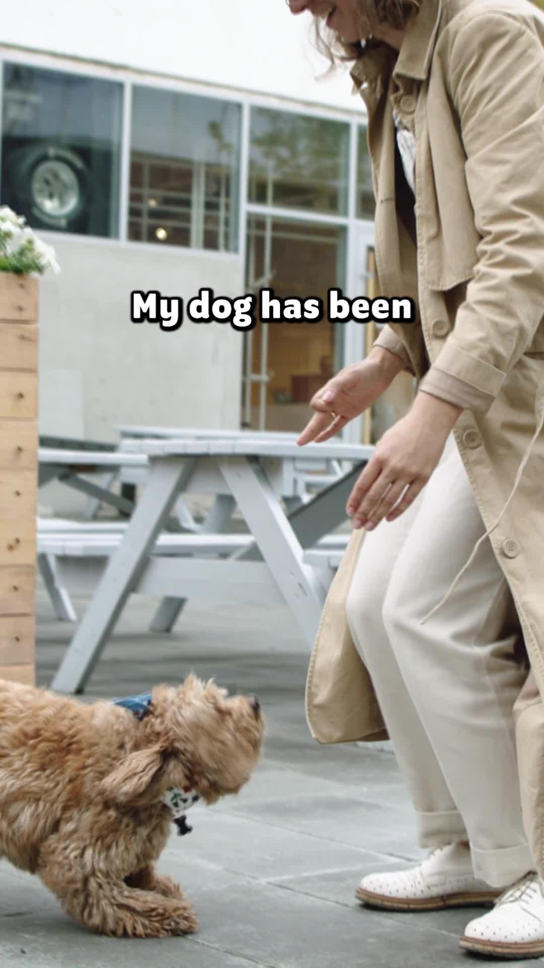 Elevate Your Pup's Skills with Woofz!