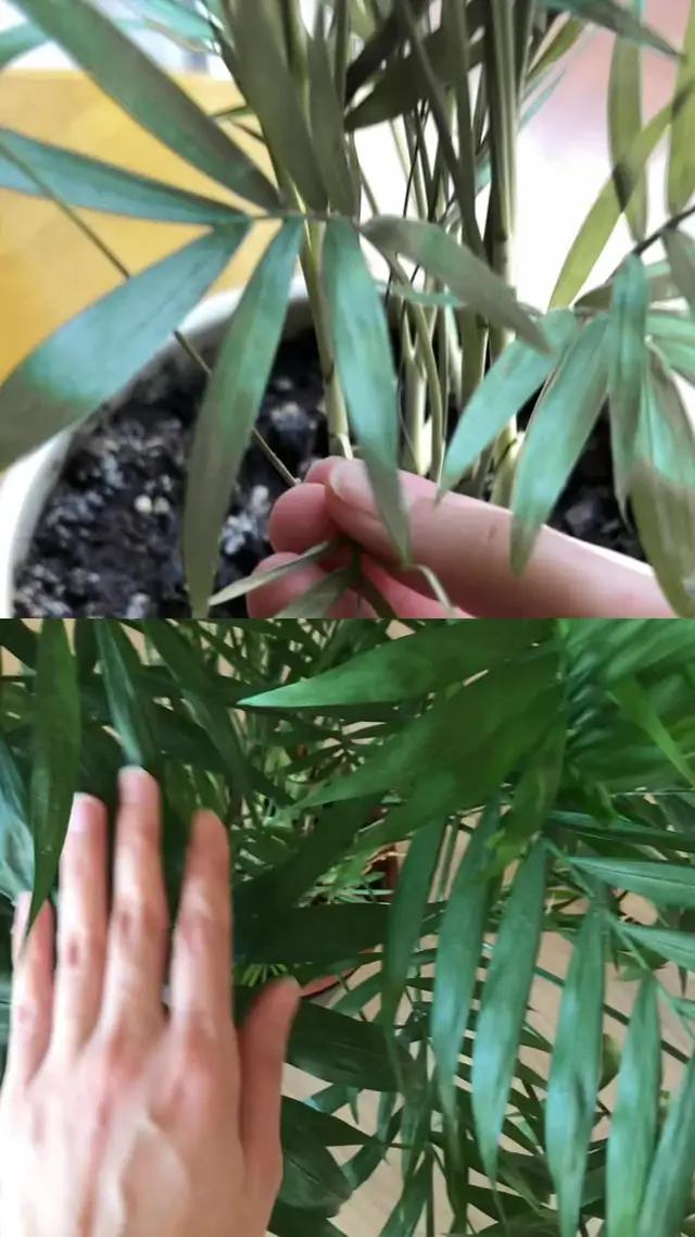 How to save a sick plant.