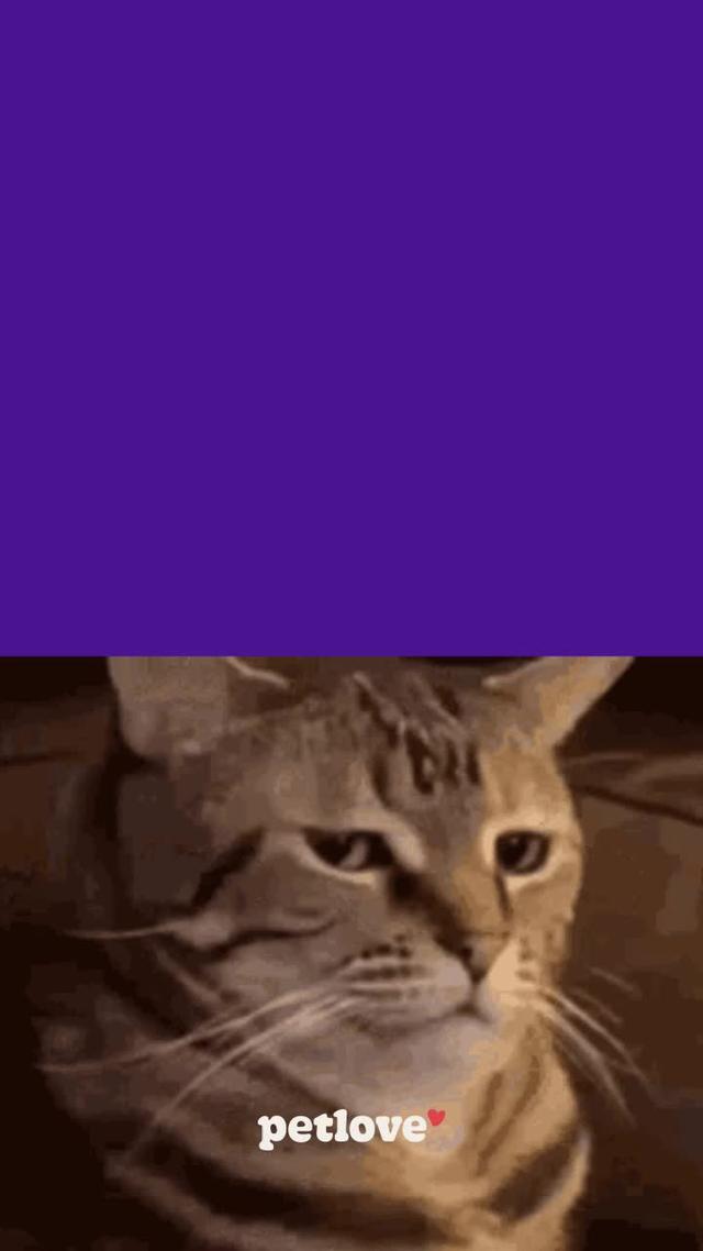 Esqueceu de fazer as compras do pet? 