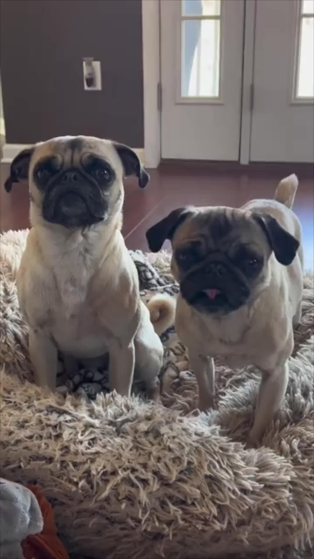 Start training your dog today!