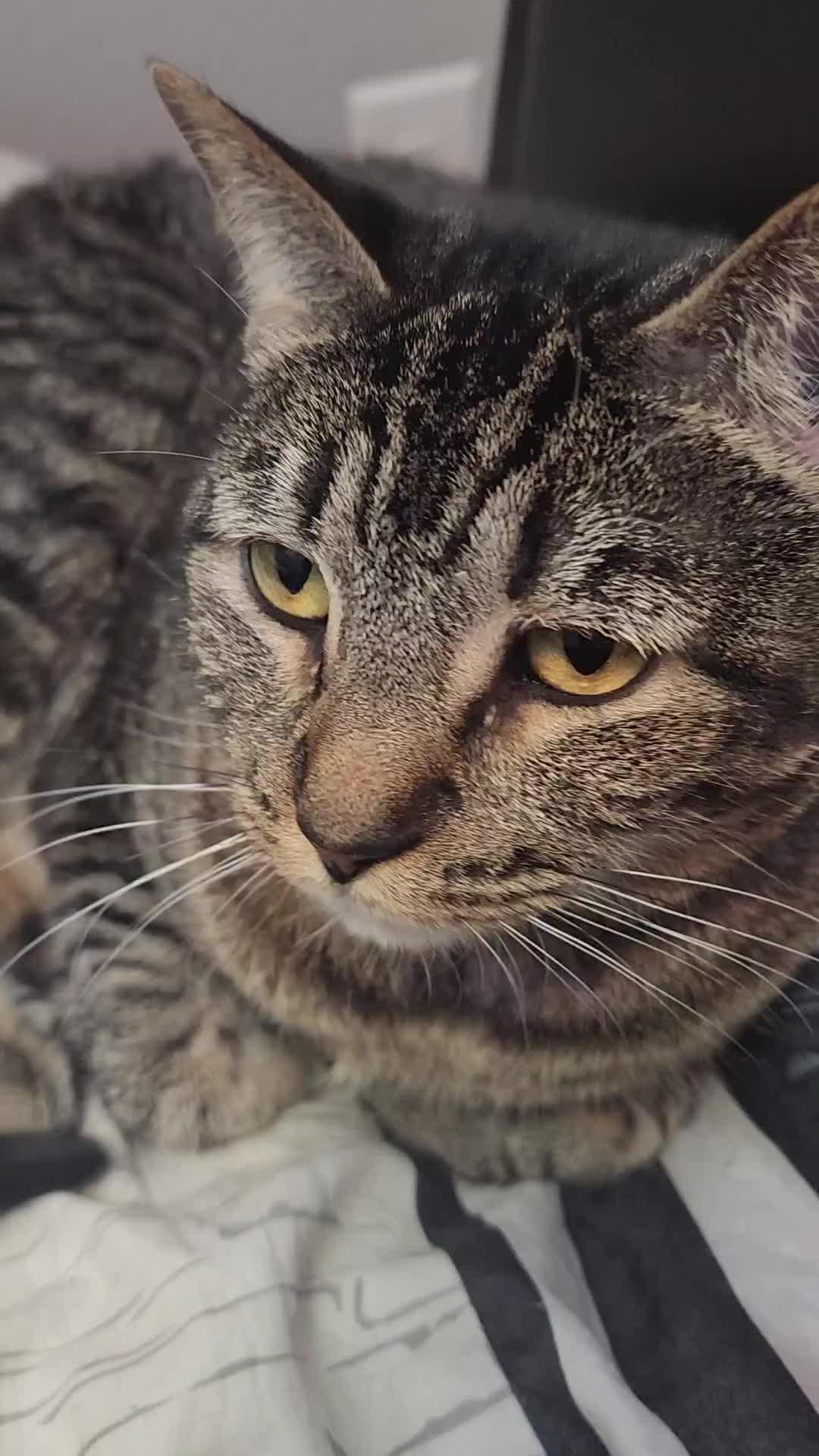 Cat-Therapy Game for The Tired