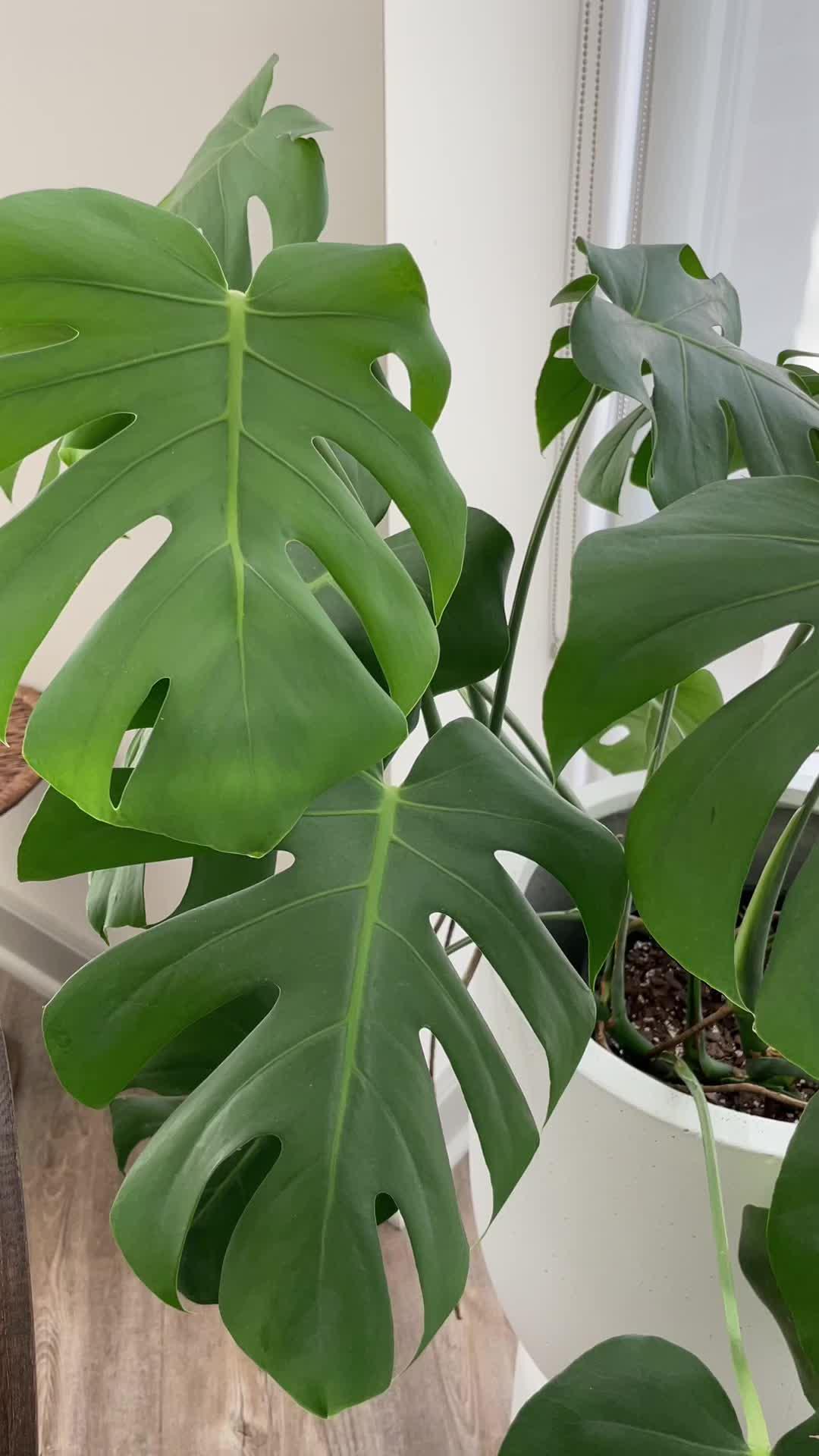 Identify plants & diseases. Get full plant information and personal care schedule.