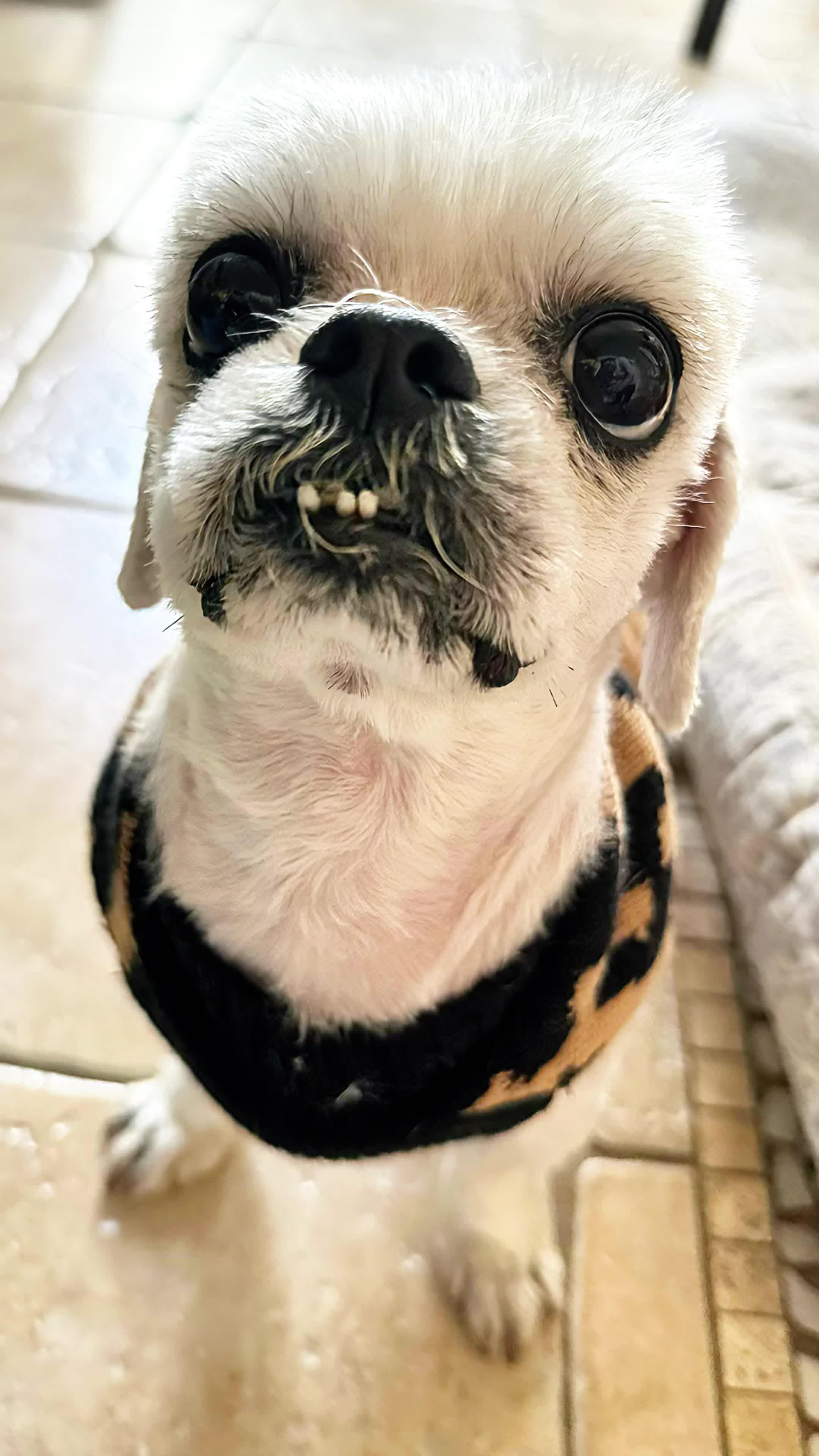 Free up iPhone storage in seconds with Ai Cleaner!