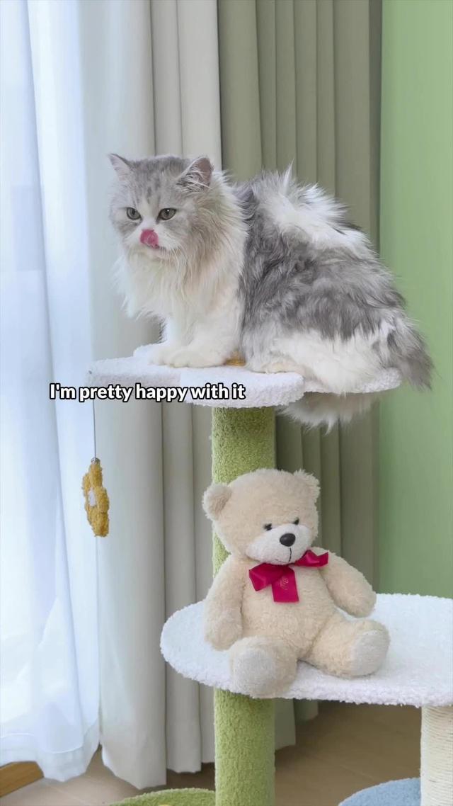 Pawsitively purrfect gift for our furry friends! 🐾 Because every wag and purr deserves to be celebrated. 🎁💕 #FurryLove #PetGifts #CherishedMoments #PetsOverEverything