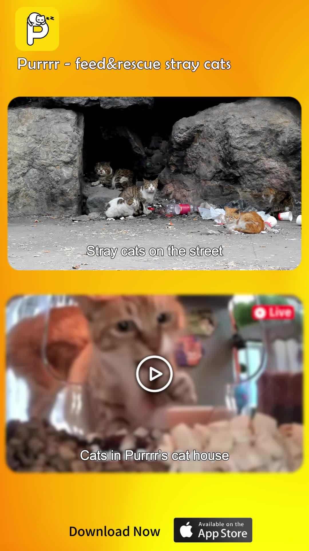 Purrrr -feed&rescue stray cats: Online Feeding Entertainment